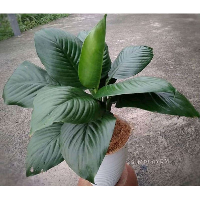 tanaman hias sepatu filum bangkok