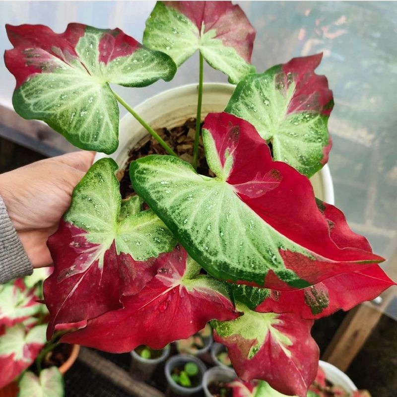 Tanaman Hias Keladi Cat Tumpah | Keladi Hias Anakan Shycol Cat Tumpah 2-3 Daun