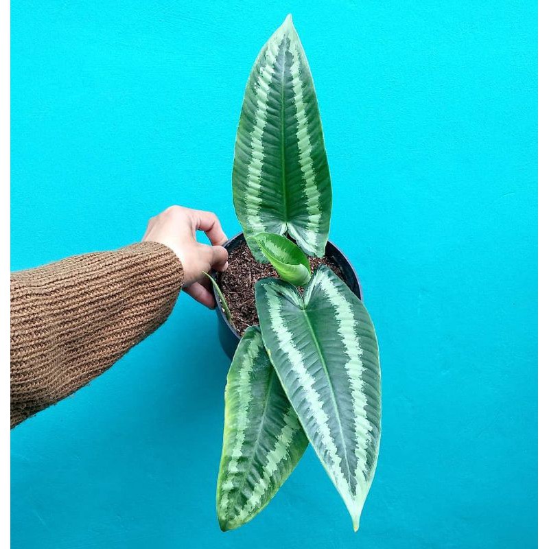 tanaman hias homalomena / tanaman homalomena