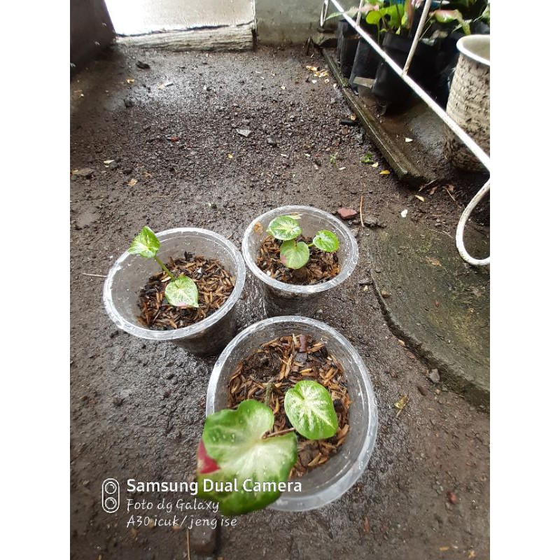 keladi anakan shycool / cat tumpah