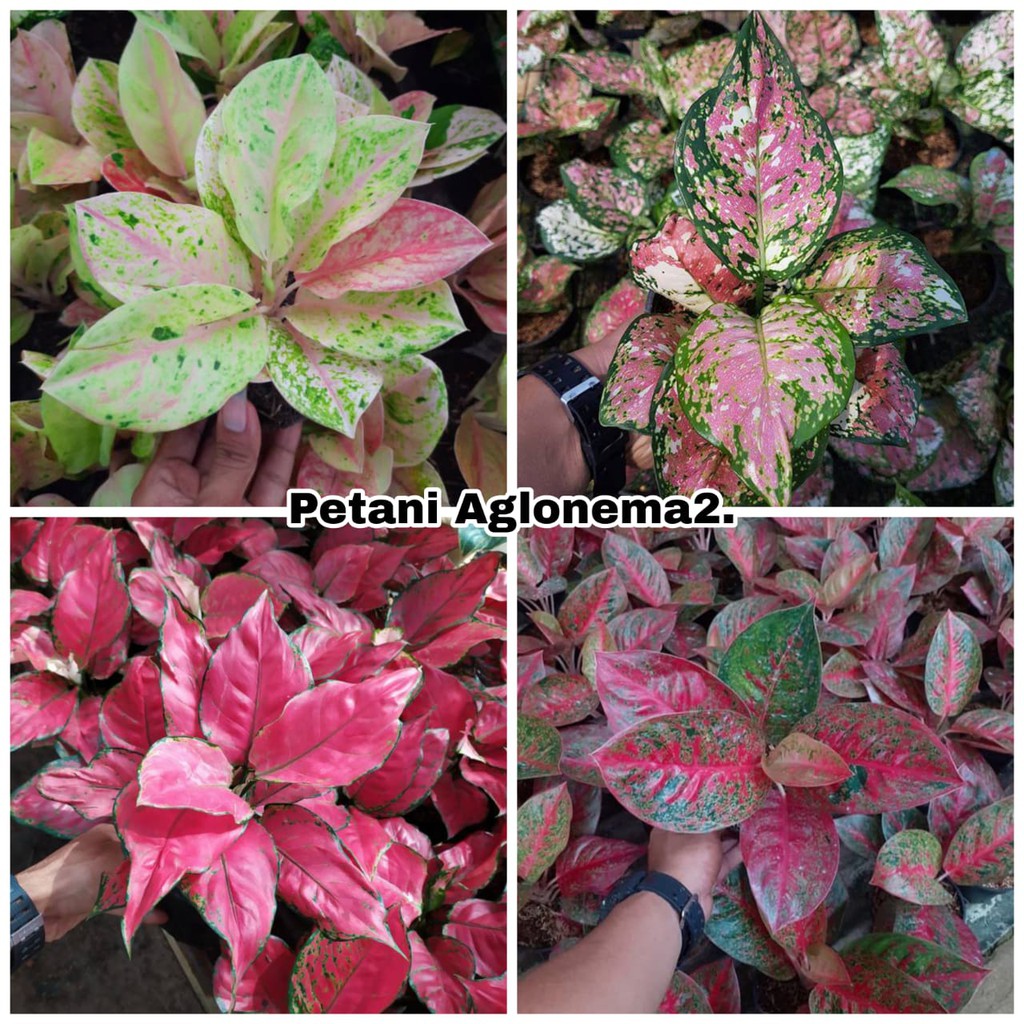 Paket 4 Bonggolan Aglonema Emerald, Red Stardust Culture, Pink Anjamani, Tricolour Spesial