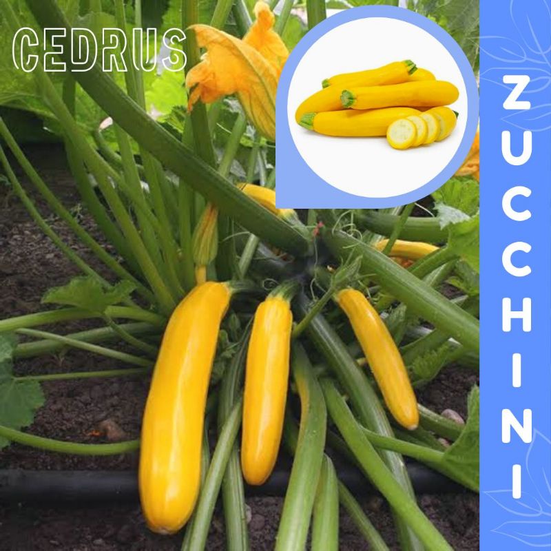 Benih ZUCCHINI KUNING - Bibit Biji Zukini