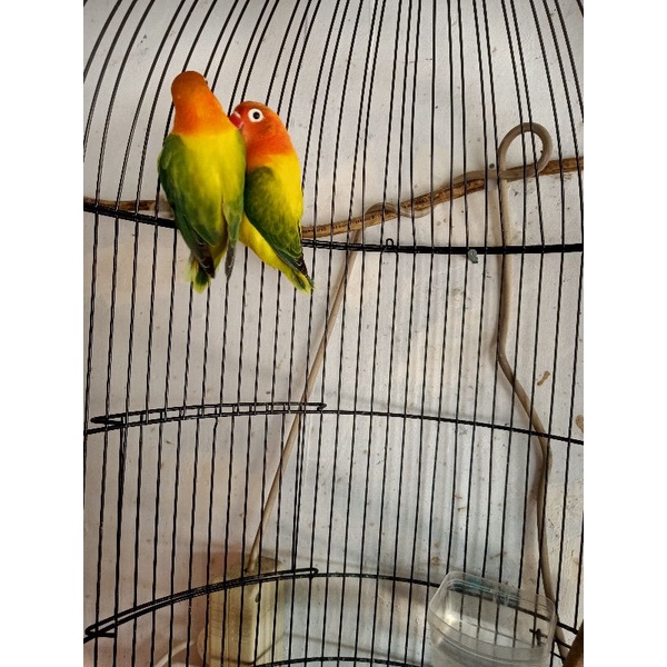Burung Lovebird/LB/lakbet jenis BIOLA EUWING GREEN mandiri/dewasa