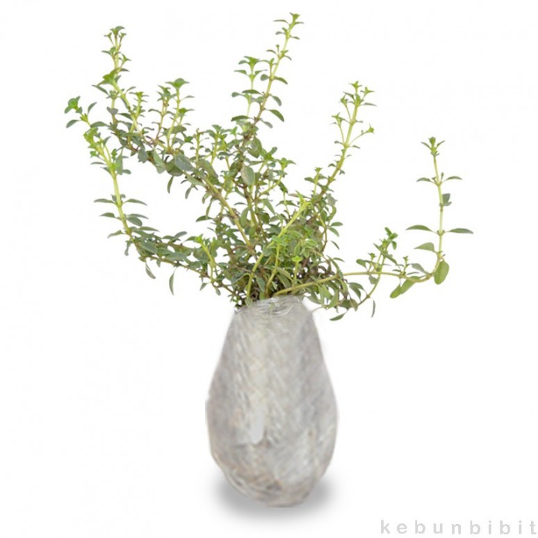 

Thyme