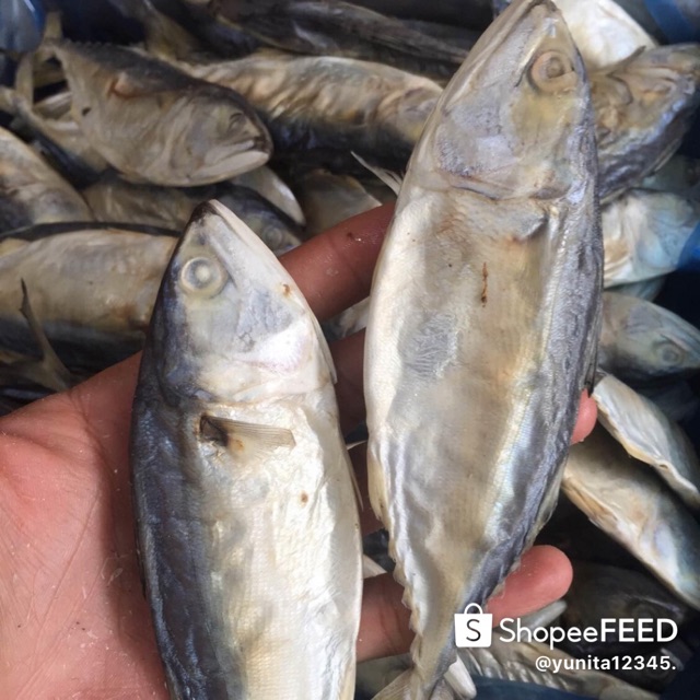 

Ikan asin gembung super 1kg