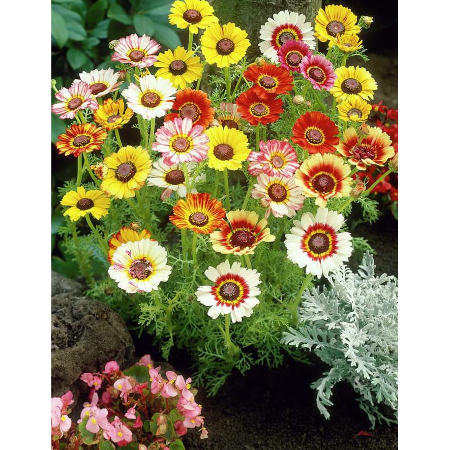 Produk Unggulan Benih Bibit Bunga Chrysanthemum Krisan Tricolour F1