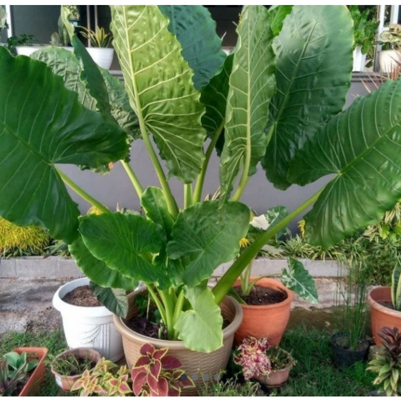 bibit Tanaman Hias Sente Hijau/keladi sente hijau/kajar2/ Giant Taro/Lompong