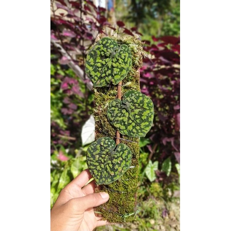 Scindapsus snake scale