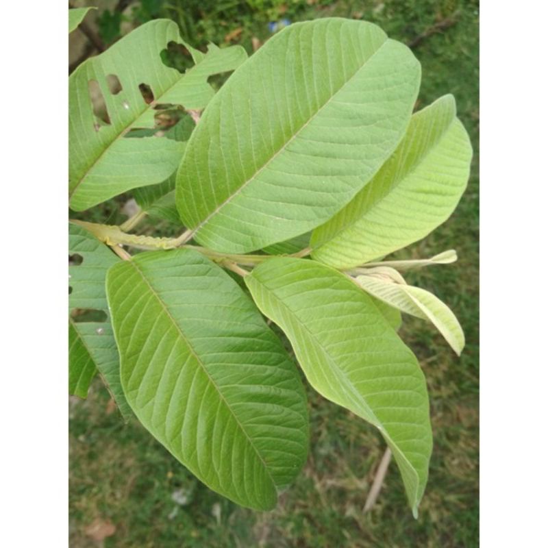 

DAUN PUCUK JAMBU BATU harga per 10 daun