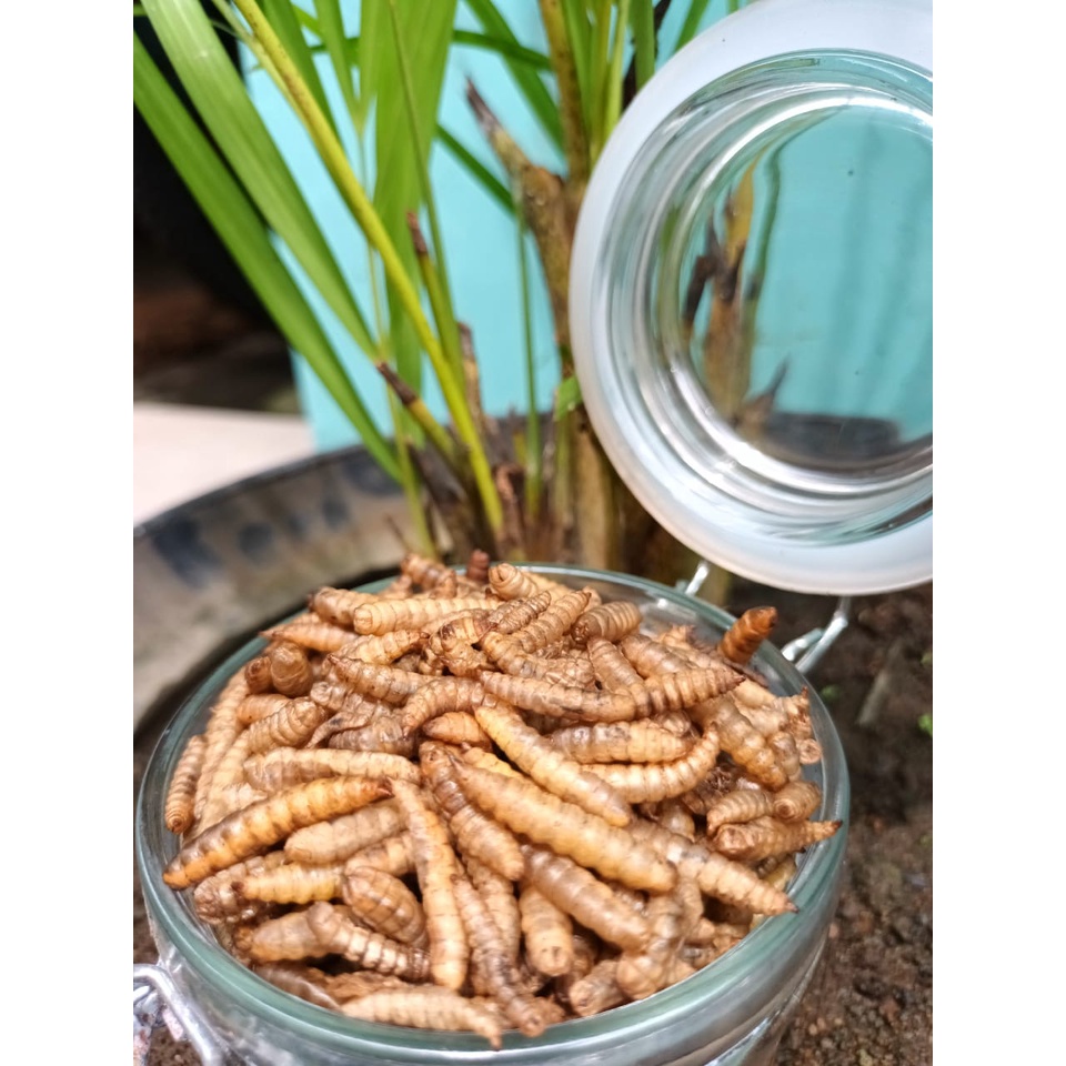 YELLOW Booster Maggot Kering A+ 100gr Spesial Channa Maru, Limbata, Koi, Predator Pakan Ikan Hias | 