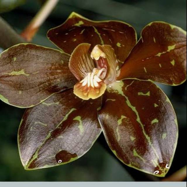 Anggrek Grammatophyllum Martae Remaja