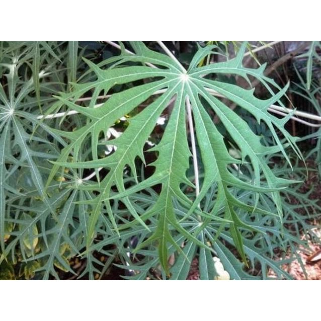 Bibit tanaman herbal Yodium