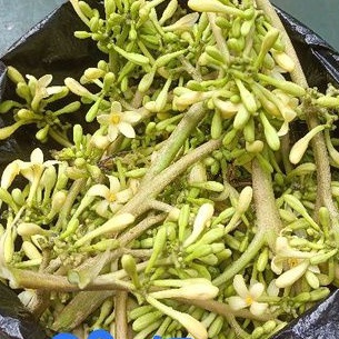 

Jual bunga pepaya karayunan segar