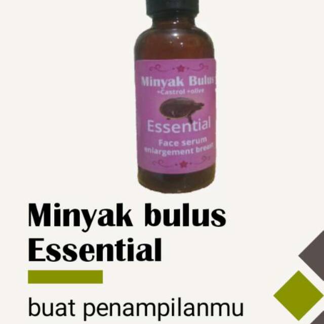 MINYAK BULUS ESSENTIALl 30 ml || Enlargement breast
