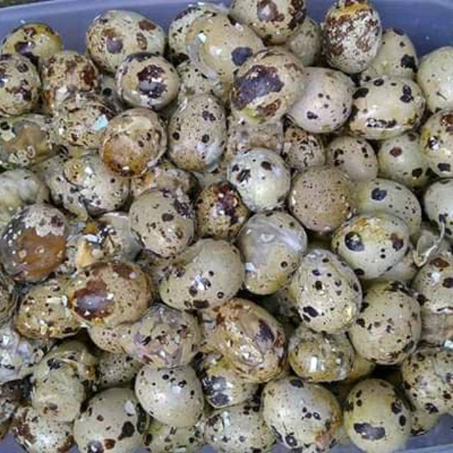 Umpan Galatama Lele Tapuy