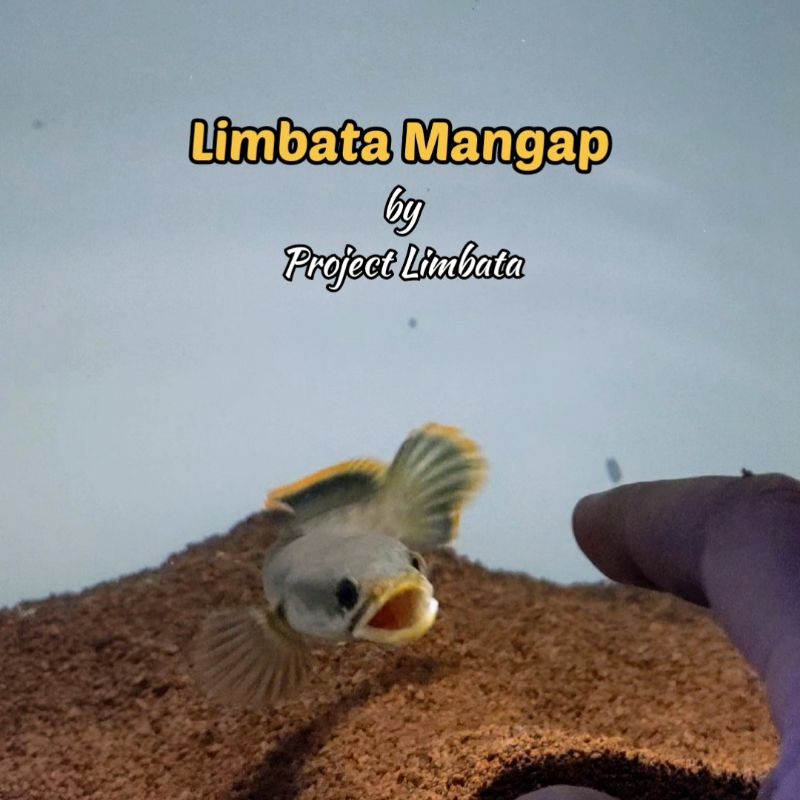 Limbata mangap-mangap Flaring stabil