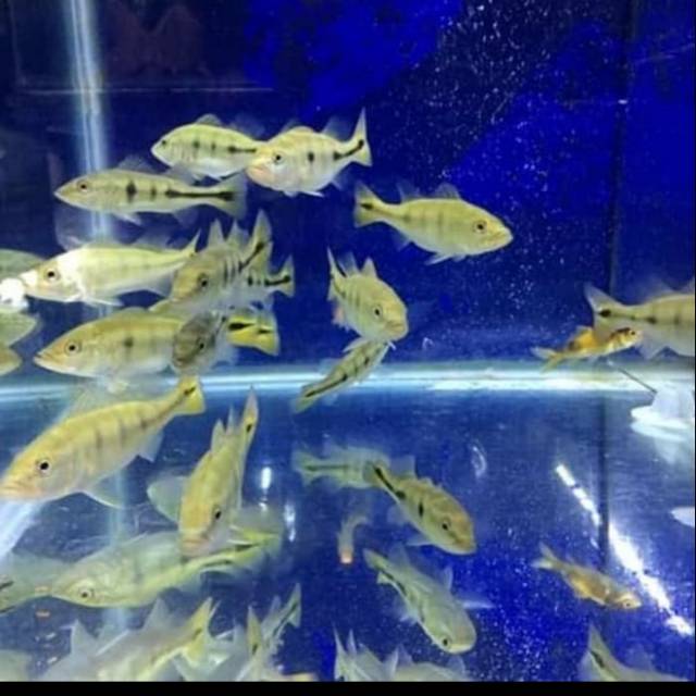 Ikan hias pbass mono / peacock bass monoculus