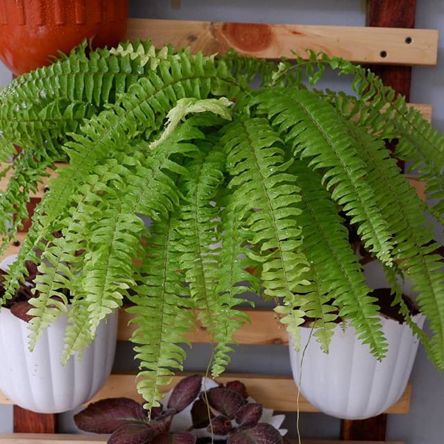 pakis boston Pembersih udara tanaman indoor Boston fern Tanaman Hidup Nephrolepsis exaltata bostonie