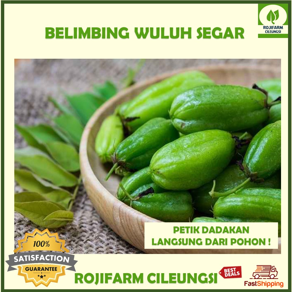

Belimbing Wuluh Segar 250 gr Petik Dadakan Saat ada Pesanan
