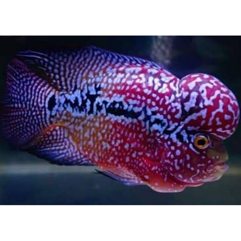 Ikan Lohan/Louhan Kamfa F3/Srd ukuran 2-3CM (promo beli 5 gratis 1)