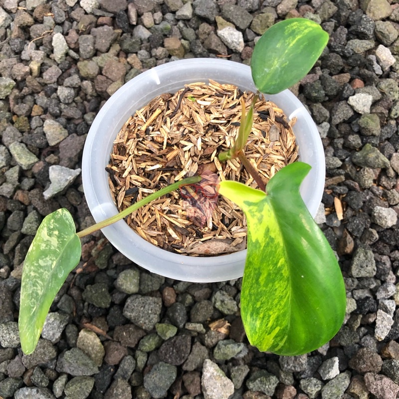 Florida Beauty Variegata | flobe