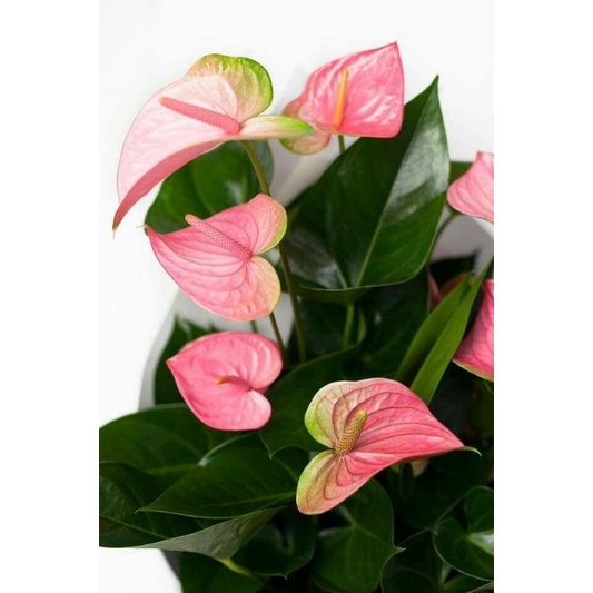 TANAMAN HIAS ANTHURIUM MICKEY MOUSE PINK FOAM