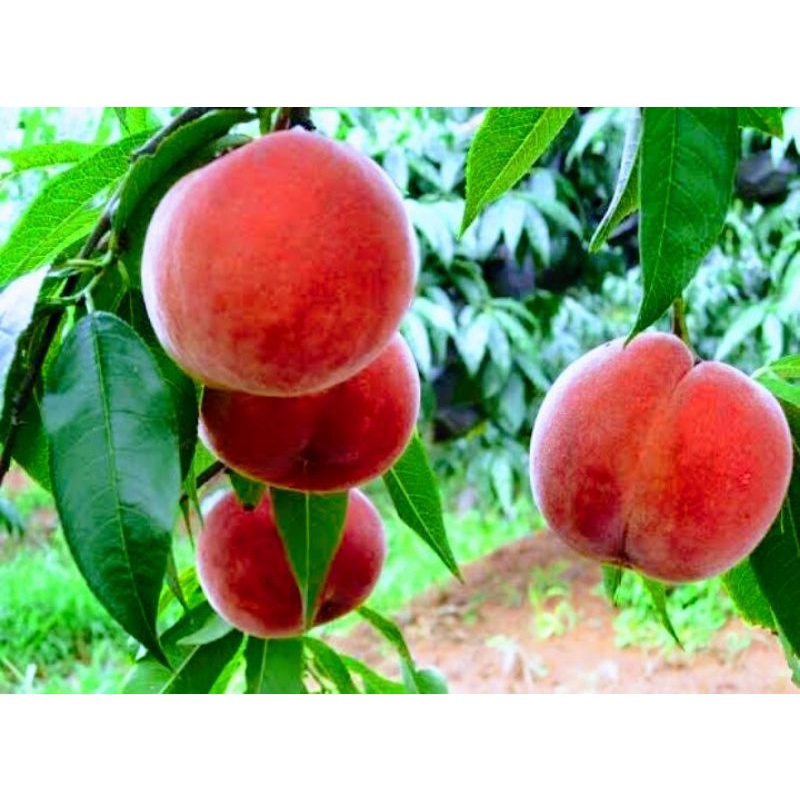 Bibit Buah Persik/Peach