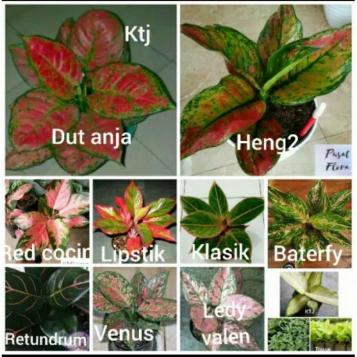 PROMO  Paket 10 Bonggol Aglonema