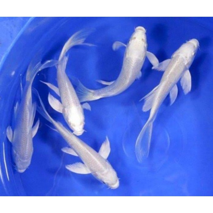 Makanan / Jual Ikan Koi Kumpai Slayer Size 17-20 Cm