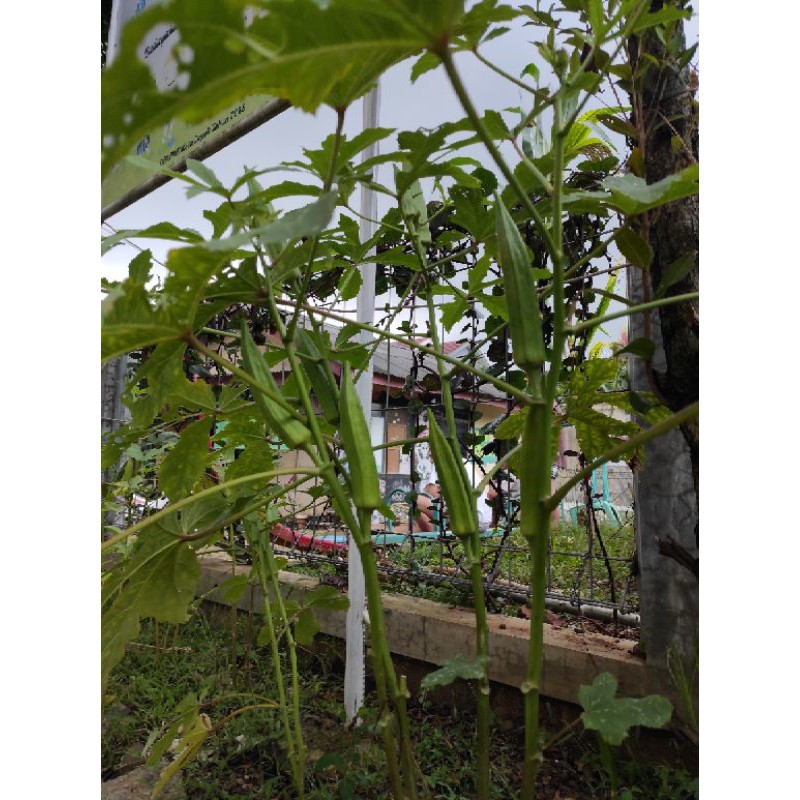 

biji okra
