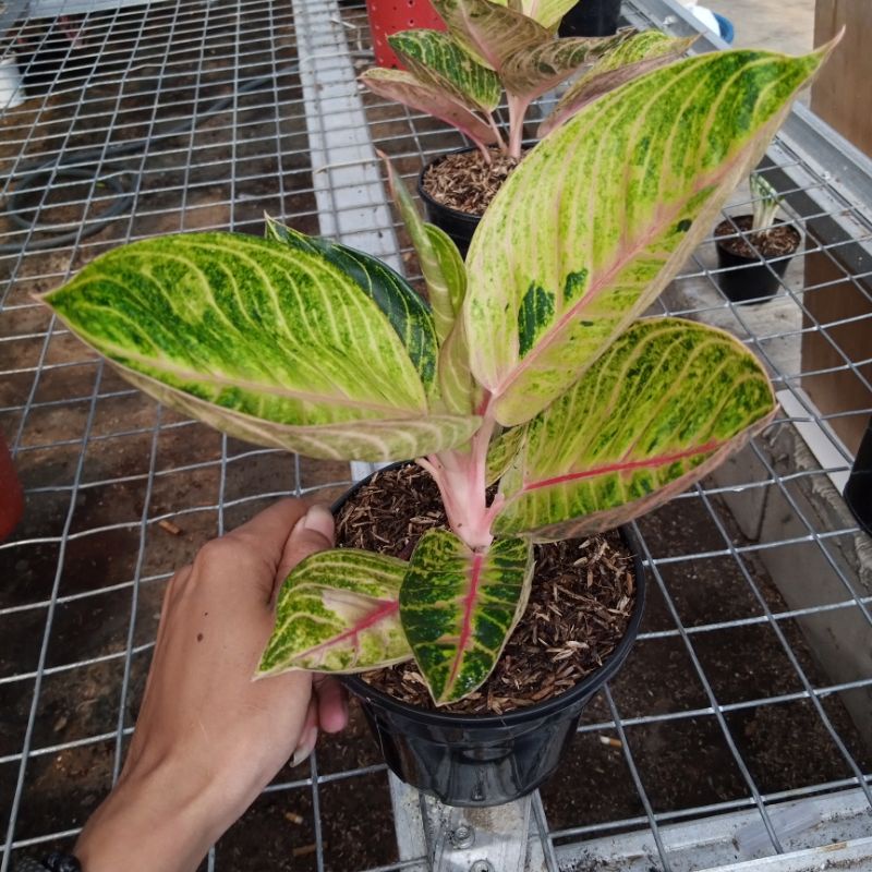 Aglaonema Moonlight