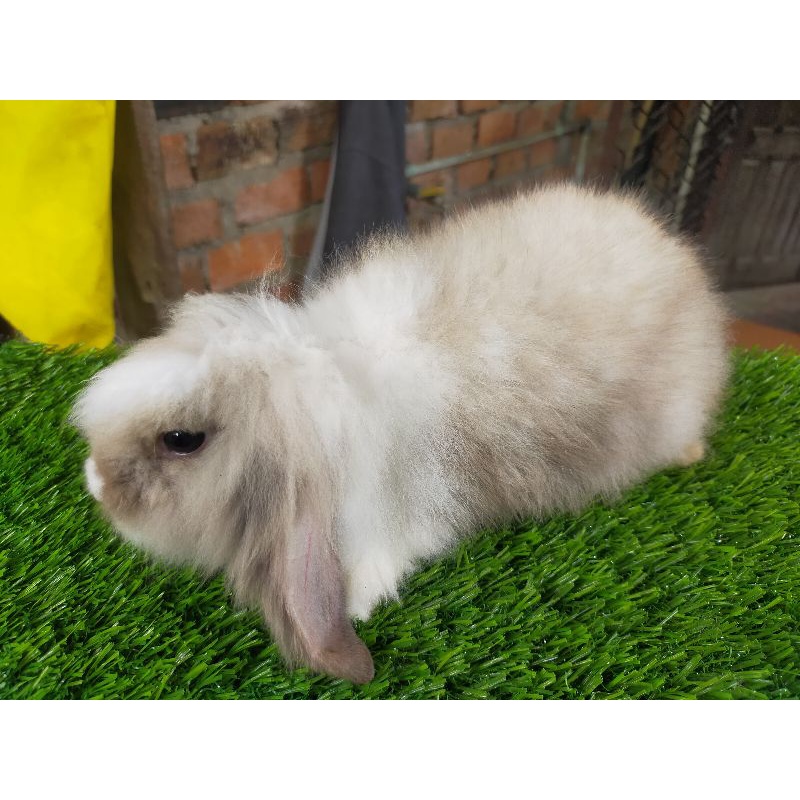stok fuzzy lop kelinci