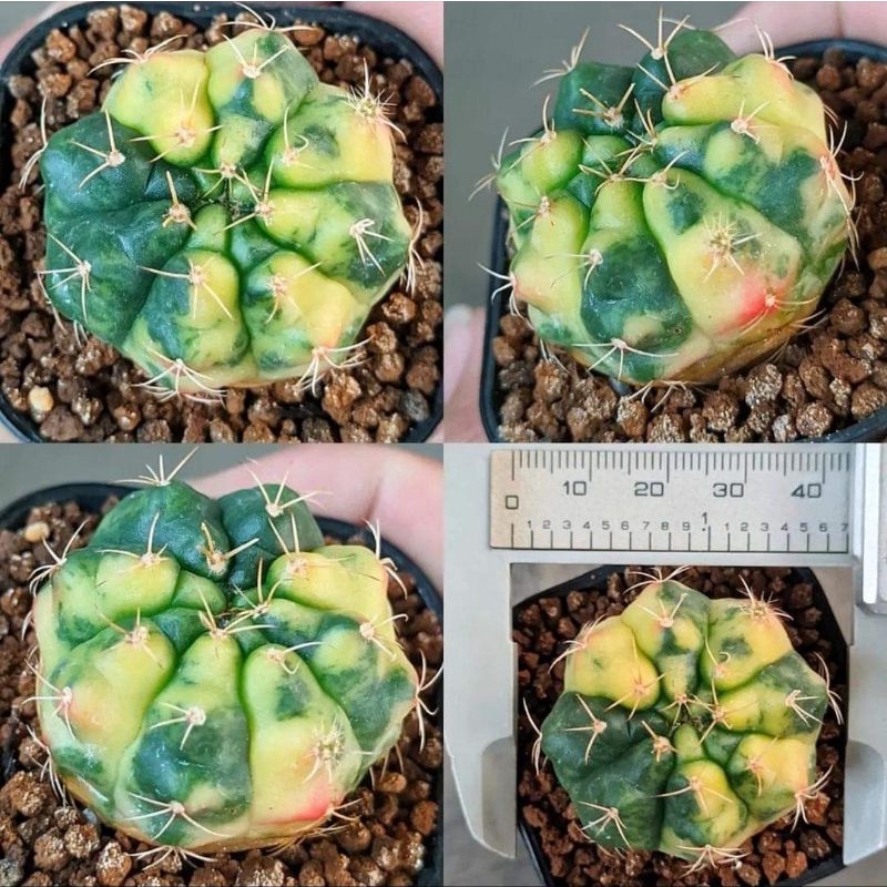 Gymno Damsi Variegata