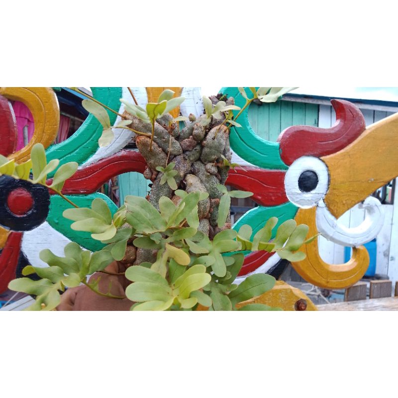 LECANOPTERIS CRUSTACEA ( SARANG SEMUT) ASLI KALIMANTAN TENGAH