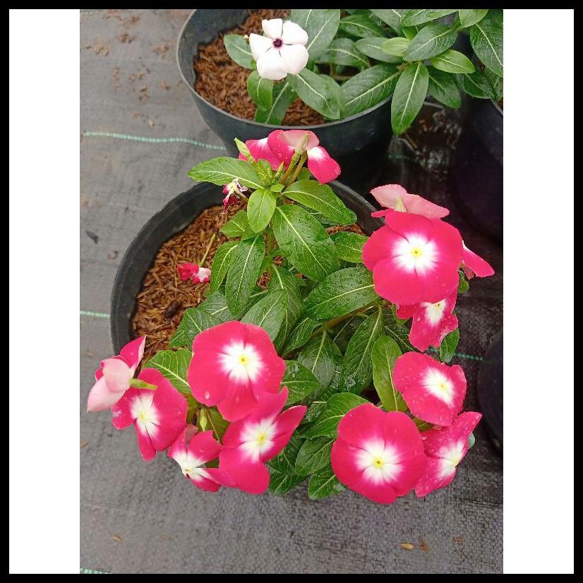 TERBARU TANAMAN HIAS BUNGA VINCA EKSOTIK JUNTAI | TANAMAN TAPAK DARA JUNTAI PROMO