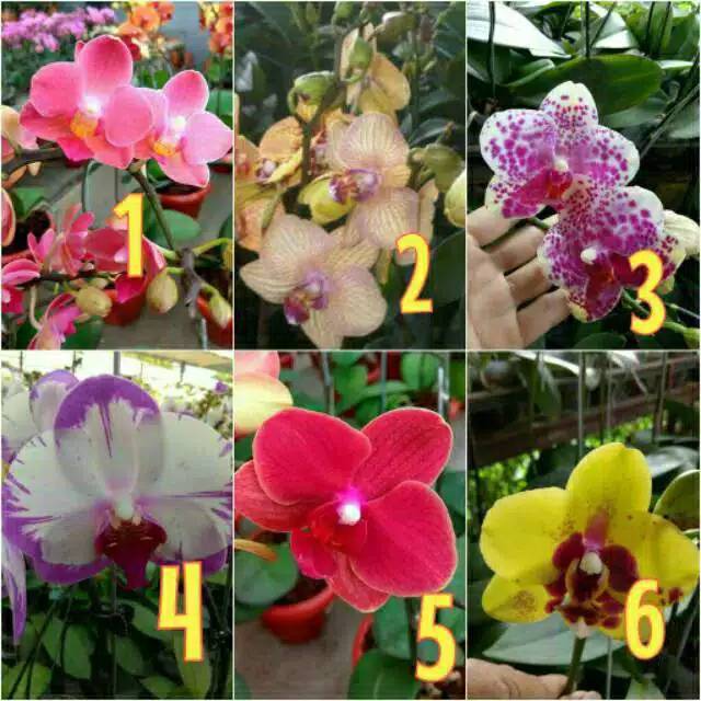 Anggrek Bulan Taiwan remaja