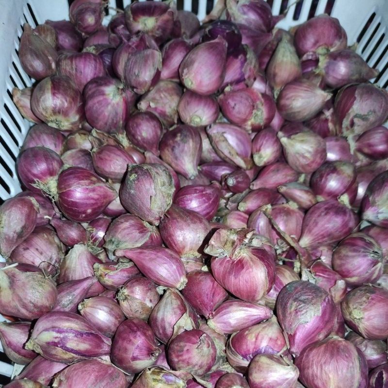 

produk Bawang Merah