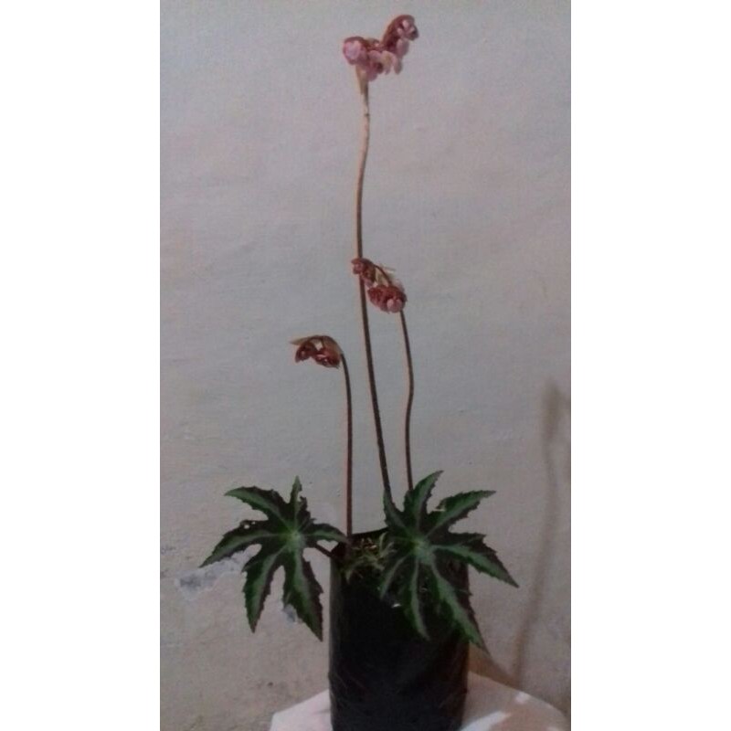 BEGONIA BINTANG