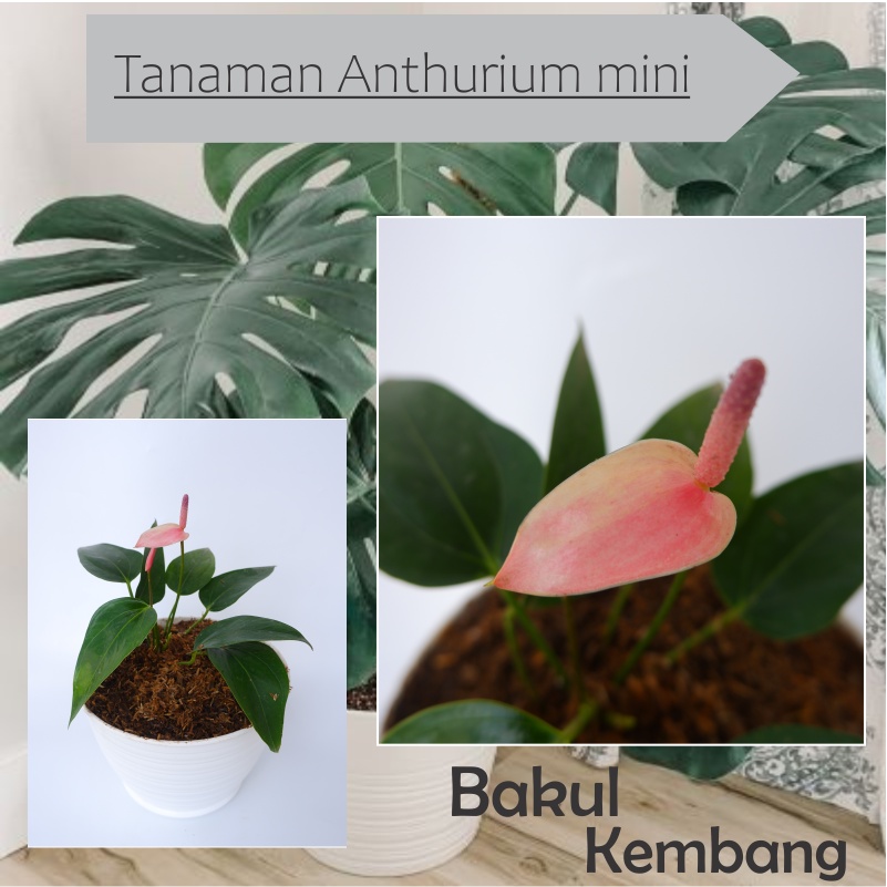 Tanaman hias anthurium mickey mouse Anturium Mini pink anthurium micky mini pink bunga indoor - BAKUL KEMBANG