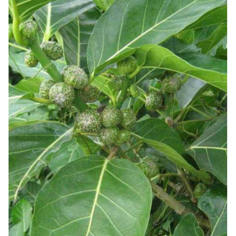 

Awar Awar (Ficus septica Burm.L) 300 gr
