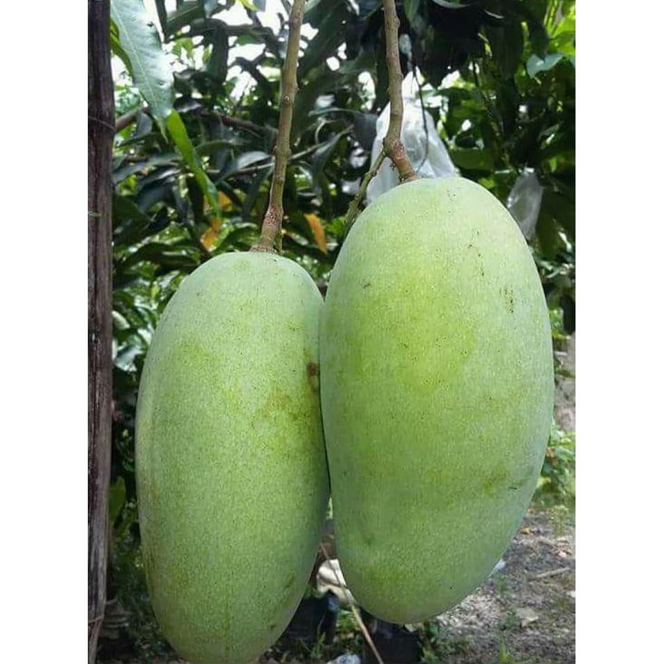 Bibit Tanaman Buah Mangga Gajah *_$