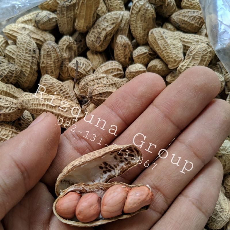 

Kacang Kulit Sangrai Super Kemasan 1kg dijamin bakalan nagih!! dalamnya super bendo asli dari kebun sendiri