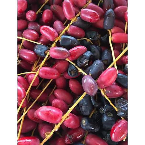 I1F BIBIT BENIH BIJI KURMA THAILAND H1 MERAH ASA THAILAND P@G