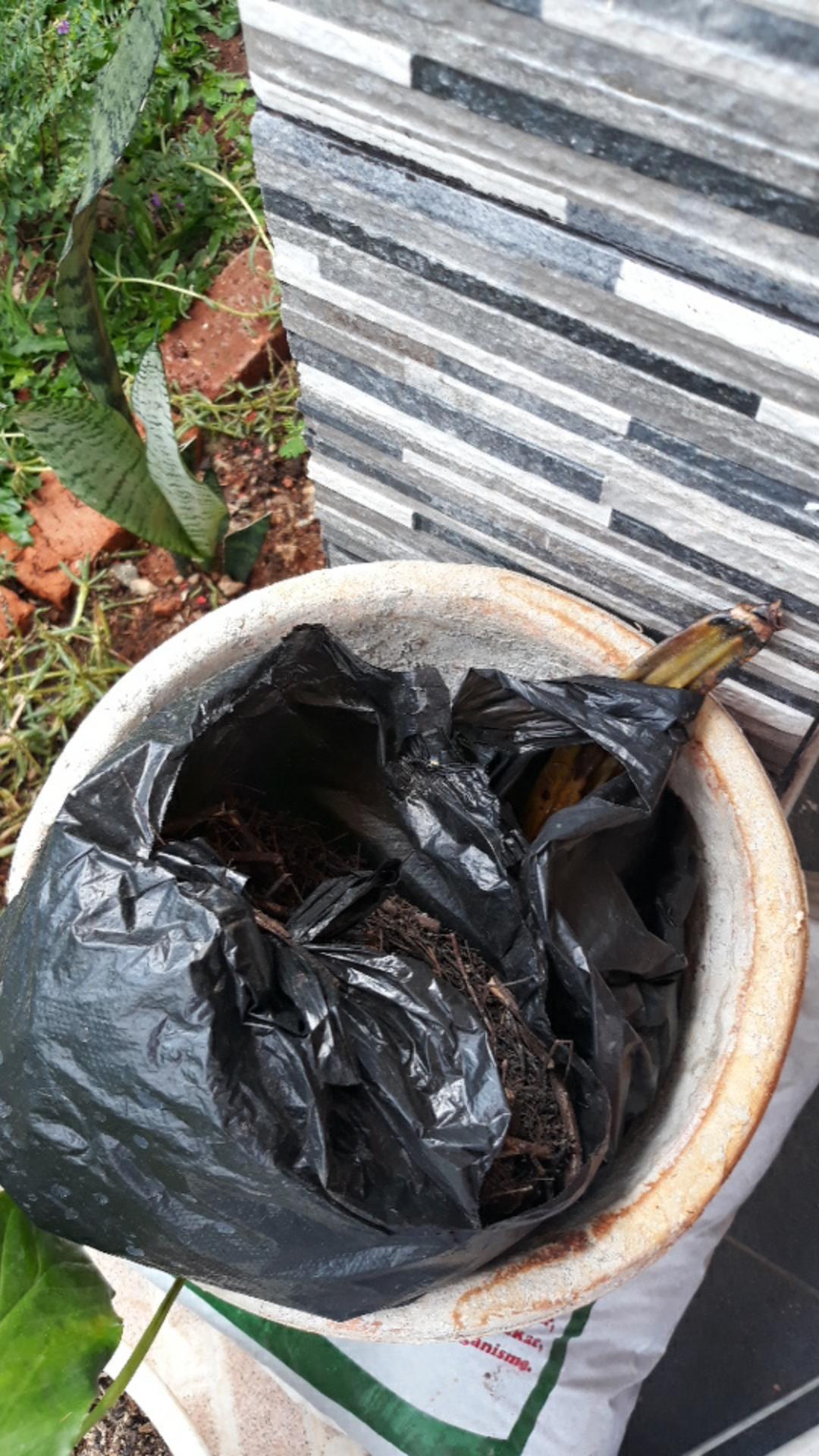 Kaliandra Media Tanam Anggrek