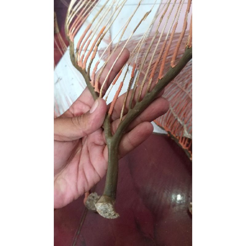 

Uli gadang dragon super