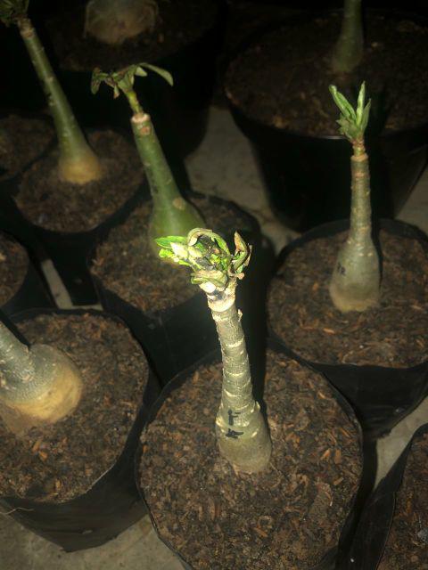 Adenium Tumpuk Jepang Bisa Cod