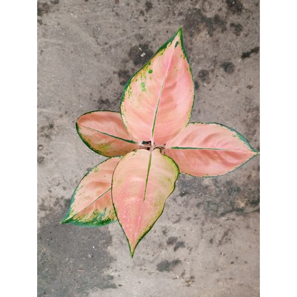 Aglonema kochin tembaga monvory