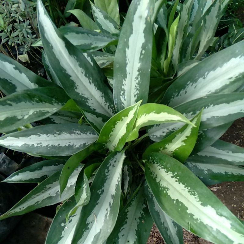 AGLONEMA BULU AYAM HIJAU