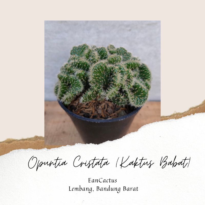Kaktus Opuntia Cristata | Kaktus Babat | Kaktus Sekulen murah| Tanaman asli