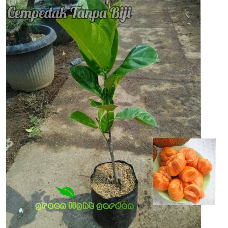 bibit cempedak tanpa biji